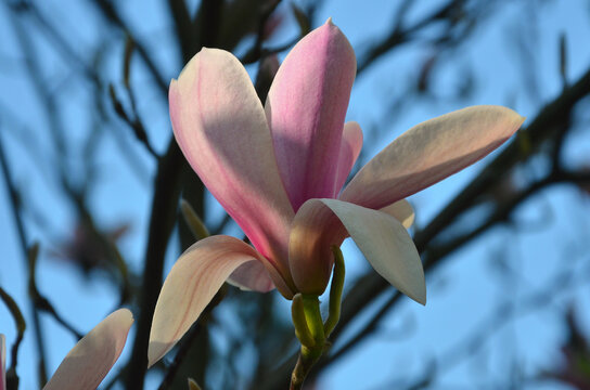 Magnolia 'Red Lucky' spring blooming  pink-white magnoliaflower in everning sunlight. Closeup , outdoors, magnolia flower , flowering branch against blue sky background.Growing magnolia tree concept. 