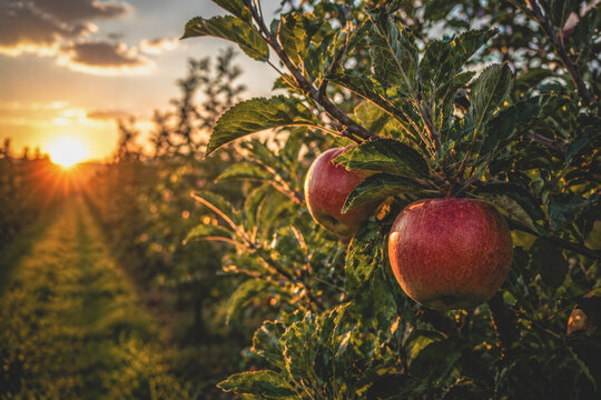 Ripe red apples hanging from sunlit branches in a thriving orchard at golden hour, conveying abundance, harvest, agriculture, and farm-to-table freshness.