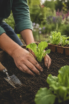 Female hands carefully planting a young lettuce seedling in rich soil capture the essence of sustainable gardening, organic food production, home growing, and healthy living.