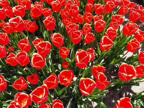 Fr&uuml;hling auf den Tulpenfeldern