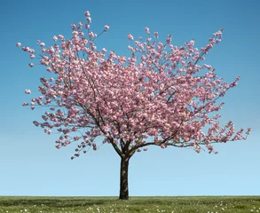 Blooming Cherry Blossom Tree © Mr Doomits