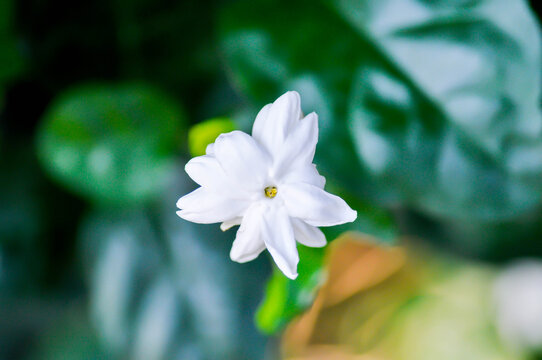 Arabian Jasmine or  jasmine, Jasminum Sambac  Arabian jasmine or Jasminum sambac L Aiton or Jusmine or  Kampopot or  OLEACEAE or white flower