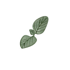 Fototapeta premium Watercolor green leaf clipart botanical plant illustration