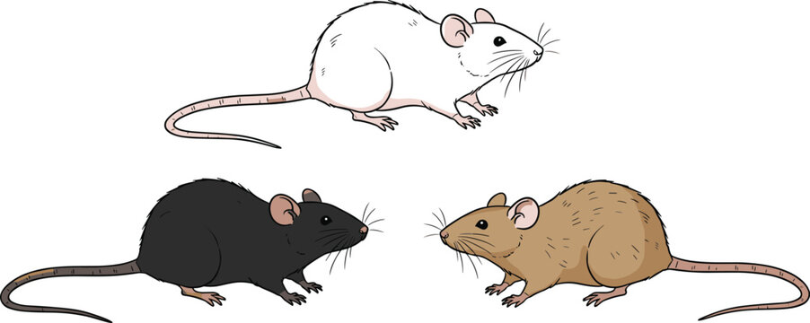 Mouse Icon Set Featuring White, Black, and Brown Mice Illustrations for Animal, Pet, and Wildlife Themes