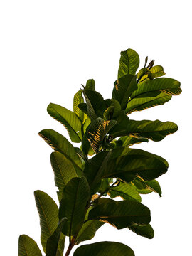 Branch Of Guava Leaf Png