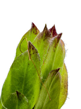 Green Leaf Png