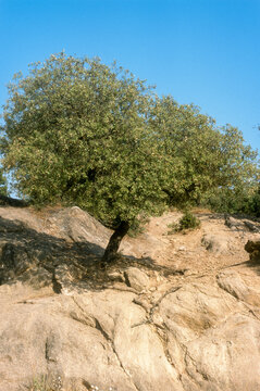 Ch&ecirc;ne vert , Quercus ilex