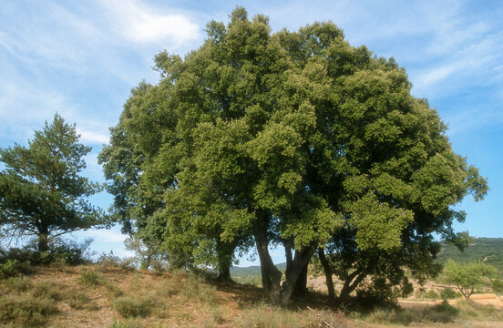 Ch&ecirc;ne vert , Quercus ilex