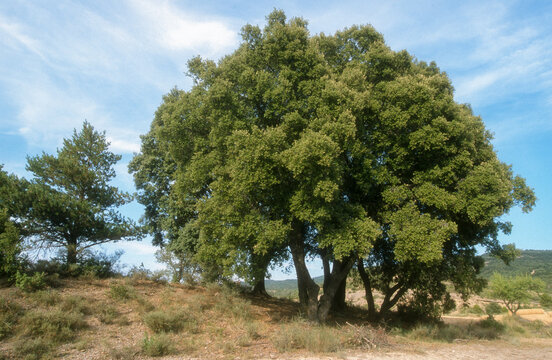 Ch&ecirc;ne vert , Quercus ilex