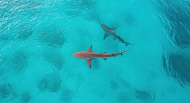 fish swimming in the pool
