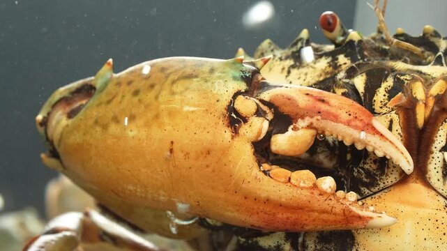Extreme macro shot detailing the rugged shell and sharp serrated teeth of a single Vietnamese mud crab claw.