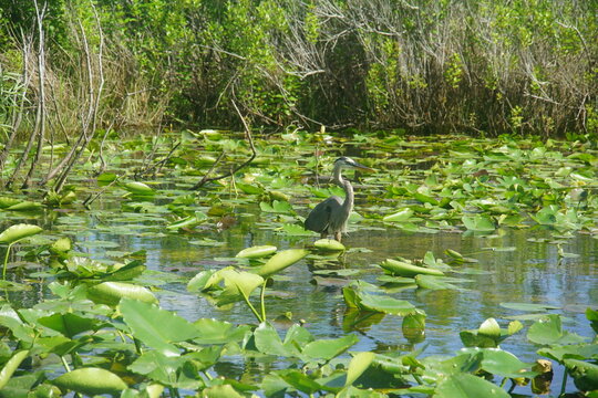 grey heron, heron, gray heron, everglades national park, March 2026, florida, vacation wild bird, nature, anhinga trail