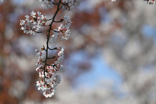 Lithuanian cherry blossoms