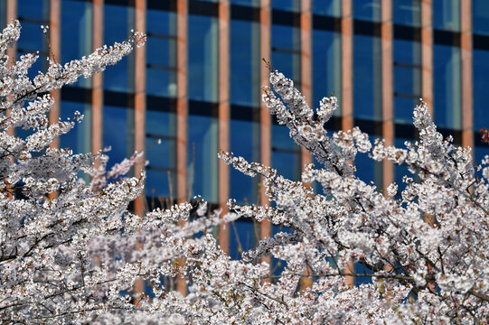 Lithuanian cherry blossoms