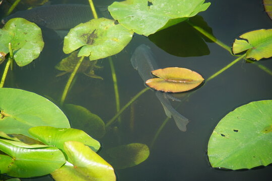 florida gar, fish, everglades national park, March 2026, florida, vacation, wild, nature, anhinga trail, wild animal, swamp, water, pond, landscape, environment,