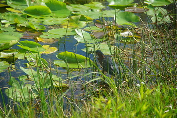 Naklejka premium lilly trotter, everglades national park, March 2026, florida, vacation wild bird, nature, anhinga trail, Purple Gallinule, wild bird, swamp, water lilly