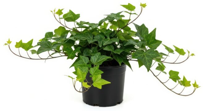 Green ivy plant in a black pot with trailing vines