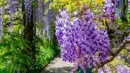Obraz premium Wisteria blooms hang over a stone path in a garden, showing purple flowers and green leaves in bright sunlight