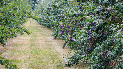 Naklejka premium Rows of lush plum trees burst with ripe purple fruits, creating a serene view in a summer orchard setting