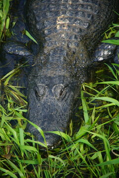 alligator, everglades national park, March 2026, florida, vacation, wild, nature, anhinga trail, wild animal, swamp, water, pond, landscape, environment,