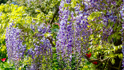 Obraz premium Wisteria blooms hang from branches in a garden during springtime in bright daylight
