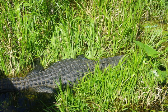 alligator, everglades national park, March 2026, florida, vacation, wild, nature, anhinga trail, wild animal, swamp, water, pond, landscape, environment,