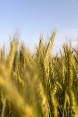 Obraz premium agricultural field with green ears of rye in early summer in sunny weather, natural light