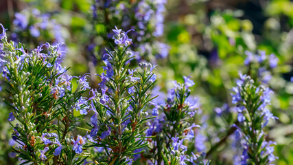Obraz premium Flowers bloom on rosemary plants under sunlight in a garden during spring season