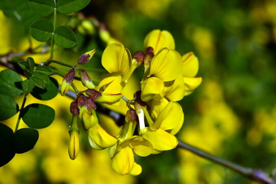 Gelbe Knospen und Bl&uuml;ten einer Strauch-Kronwicke