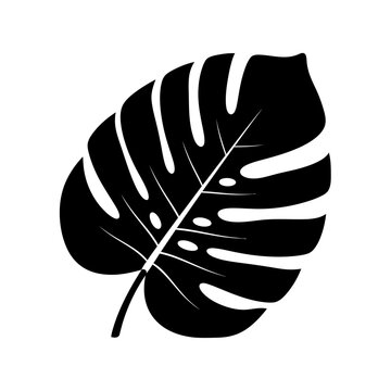Black and white peacock feather vector illustration featuring a nature inspired bird plume silhouette and quill pen symbol for art design
