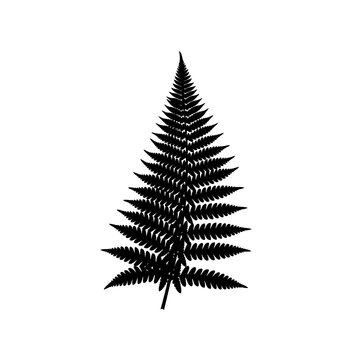 Botanical green fern leaf frond isolated on white background with tropical forest foliage texture for nature decoration