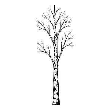 Vector illustration of a black silhouette tree with bare winter branches and deep roots representing nature and seasonal growth on a white background