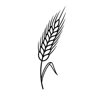 Natural vector illustration of isolated wheat and cereal grain ears featuring a hand-drawn pen art style for organic harvest bread and agriculture crops