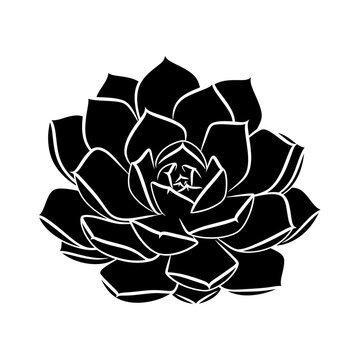 Elegant pink lotus flower blossom vector illustration featuring a nature-inspired floral design and artistic petals isolated on a white background for decorative bloom patterns and tattoo art