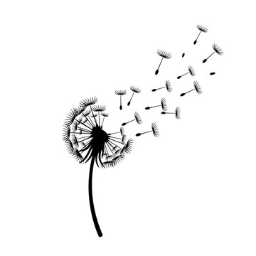 Fluffy dandelion seed head isolated on a white background with seeds flying in the spring wind like a macro flora vector