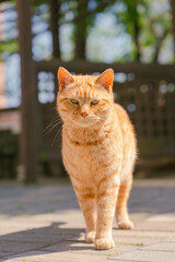 Fototapeta premium 고양이 사진