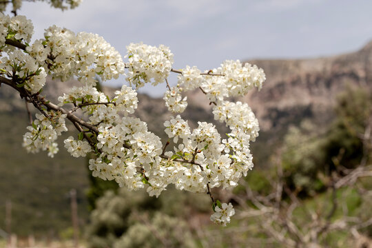 The pear (Pyrus communis) tree blooms in the mountains.