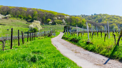Fototapeta premium Vineyard path leads through green fields and trees in spring near a hillside