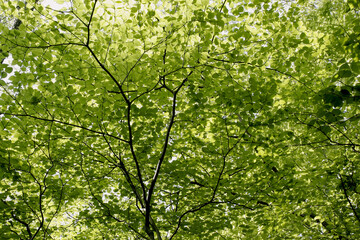 Fototapeta premium Fresh Green Canopy of Mixed Forest with Dappled Sunlight, Tohoku, Japan
