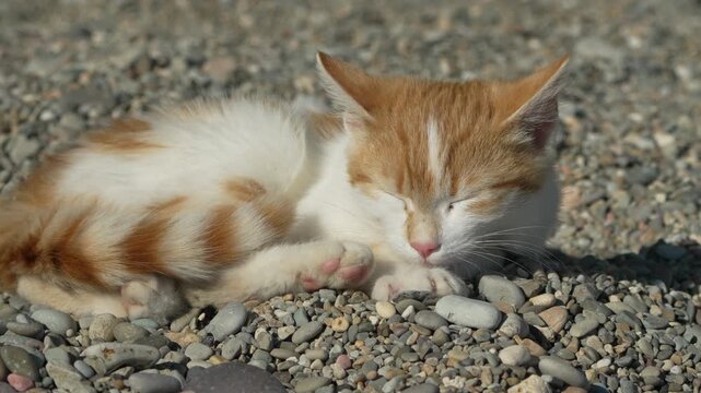 Kitten sleeping, peaceful cat rests on small pebbles in bright sunlight.