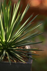 Fototapeta premium Cactus and succulent plants in pots with natural sunlight