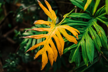 Close-up of an aging yellow Philodendron leaf with green background.  © ANTOSYS