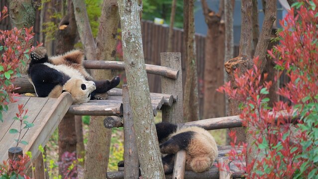 the natural habitat of giant panda, giant panda sleeping around in its bed during the day after meal