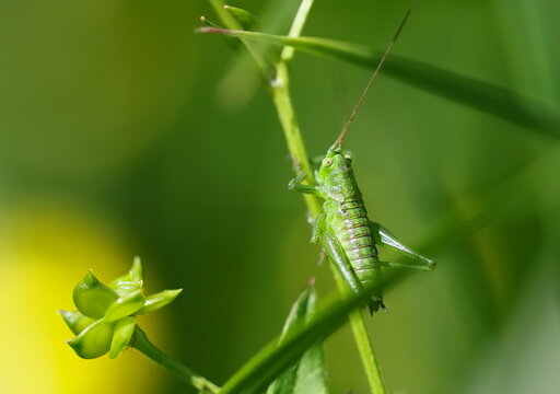 Great green bush-cricket or Tettigonia viridissima on on green blade of grass