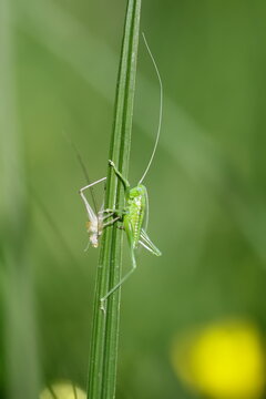 Great green bush-cricket or Tettigonia viridissima on on green blade of grass