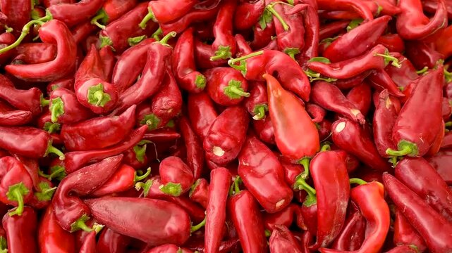 Slow motion HD footage showing a large quantity of fresh, glossy red chili peppers