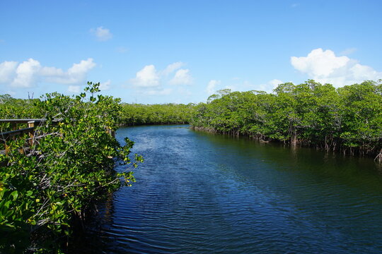 John Pennekamp Coral Reef State Park, nature, beach, key largo, florida, March 2026, mangrove