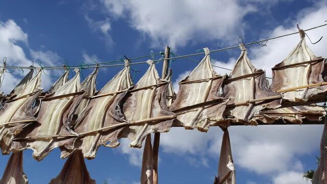 Fish drying in the sun, Island of Madeira , Portugal	