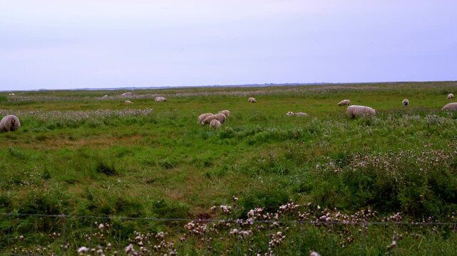 Flock of Sheep Grazing on Coastal Salt Meadow Near Ribe, Denmark