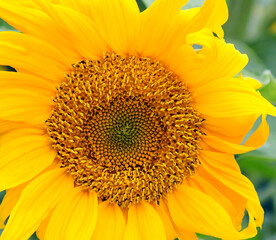 Obraz premium Close up view of the yellow sunflower. Summer background.